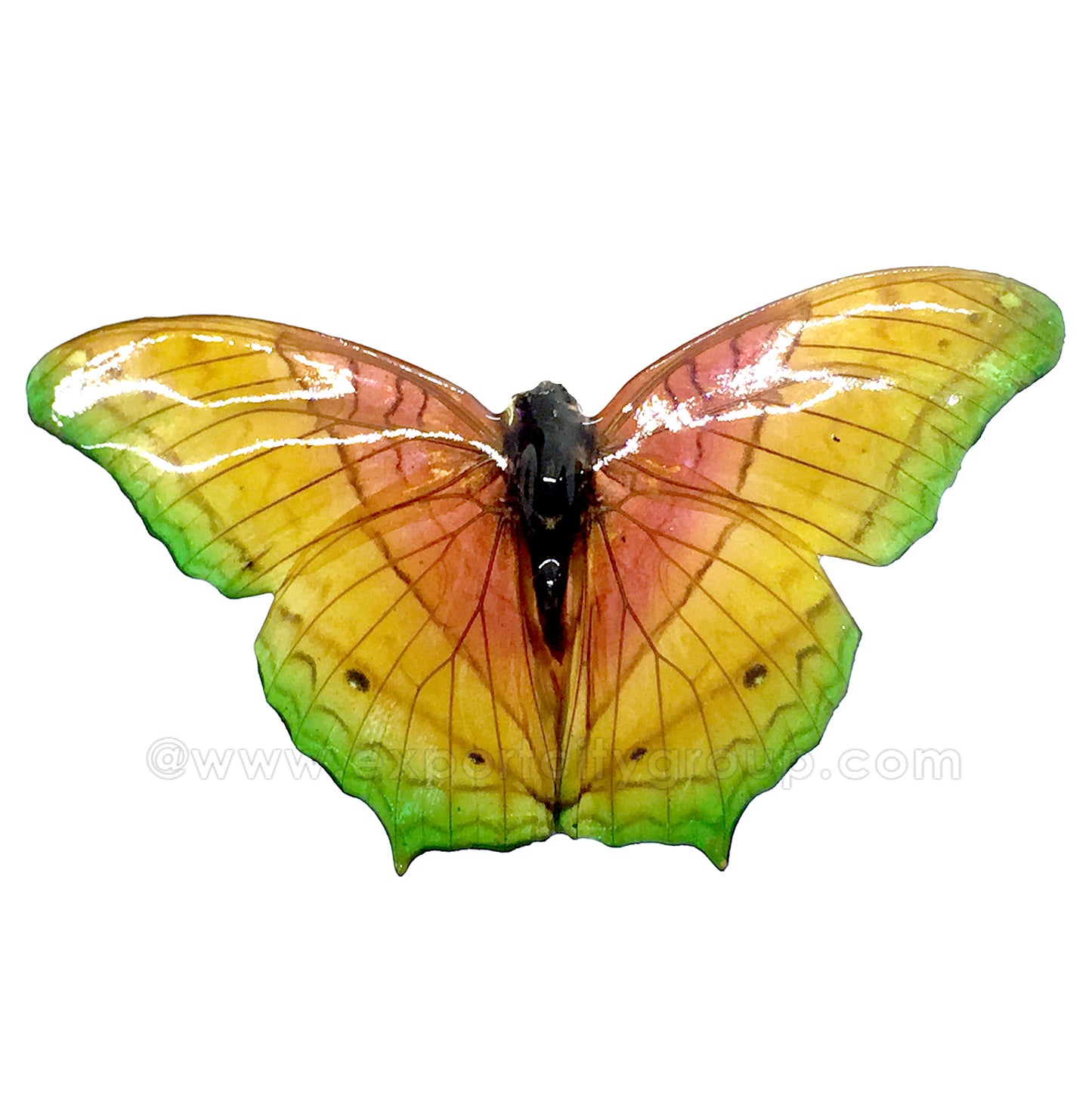 Real Butterfly Jewelry Pendant (BTF-010)