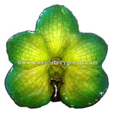 Vanda Orchid Jewelry Pendant (Green Yellow)