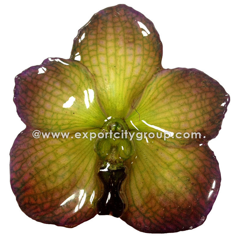 IN STOCK - Vanda Orchid Jewelry Pendant (Green Purple)