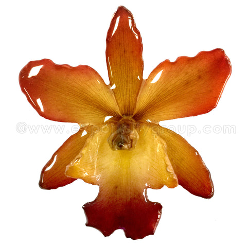 Cattleya Sakura Medium Orchid Jewelry Pendant (Orange Red)