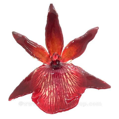 Zygopetalum Real Orchid Jewelry Pendant (Red)