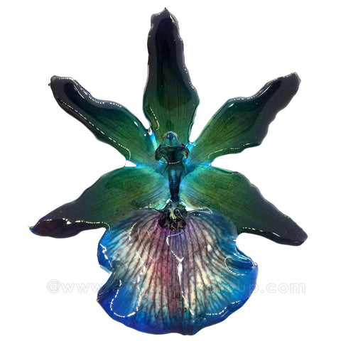 Zygopetalum Real Orchid Jewelry Pendant (Navy)