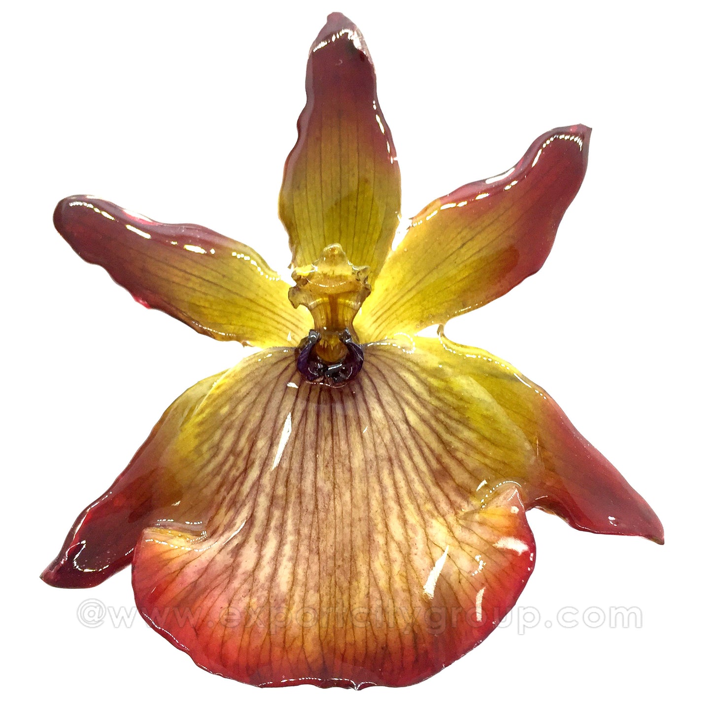 Zygopetalum Real Orchid Jewelry Pendant (Yellow)