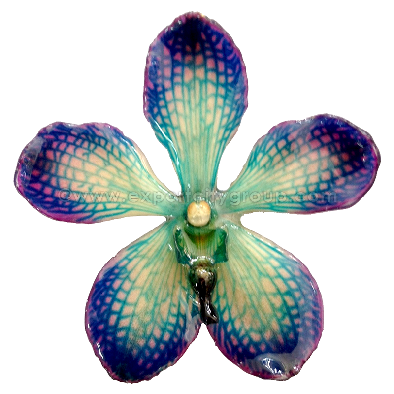 Mokara Orchid Jewelry Pendant (Blue Purple)