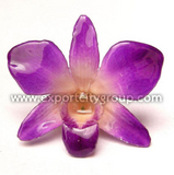Sonia "Dendrobium" Orchid Petal Earring (Natural Purple)
