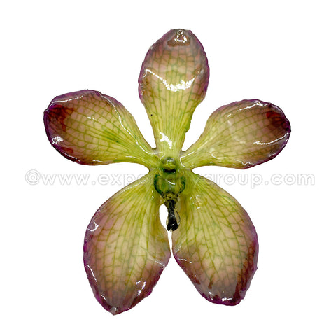 Mokara Orchid Jewelry Pendant (Purple Green)