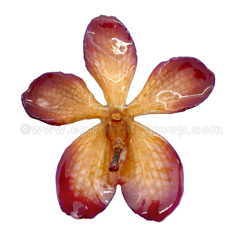 Mokara Orchid Jewelry Pendant (Purple Orange)