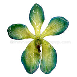 Mokara Orchid Jewelry Pendant (Green Yellow)