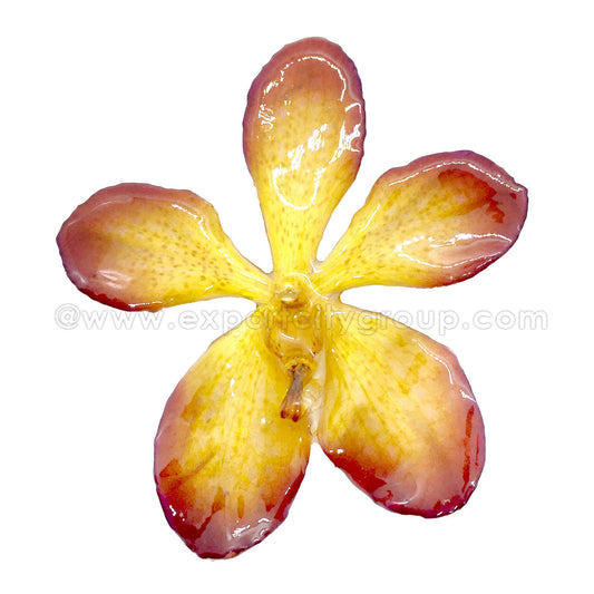 Mokara Orchid Jewelry Pendant (Purple Yellow)