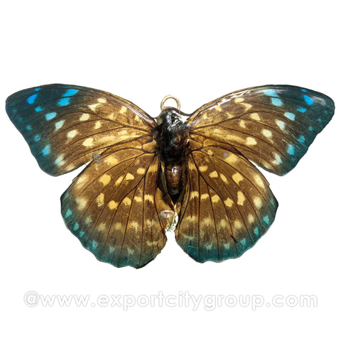 Real Butterfly Jewelry Pendant (BTF-005)