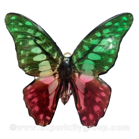 Real Butterfly Jewelry Pendant (BTF-004)