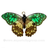 Real Butterfly Jewelry Pendant (BTF-015)