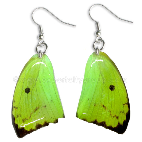 Real Butterfly Wings Jewelry Earring - WG05 Dyed Green