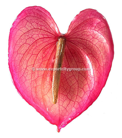 Anthurium Flower Jewelry 2-in-1 pendant/brooch (Pink)
