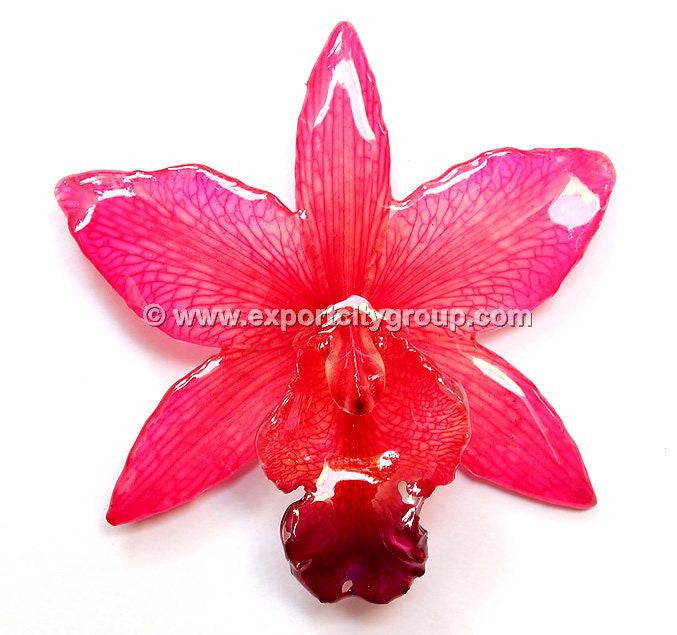 Cattleya QUEEN Medium Orchid Jewelry Pendant (Pink)