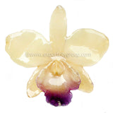 Cattleya Sakura Medium Orchid Jewelry Pendant (White)