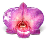 Diamond "Dendrobium" Orchid Jewelry pendant (Purple fuschia)