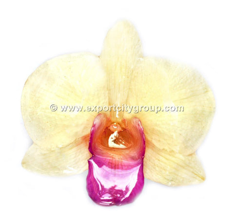 Diamond "Dendrobium" Orchid Jewelry pendant (White)
