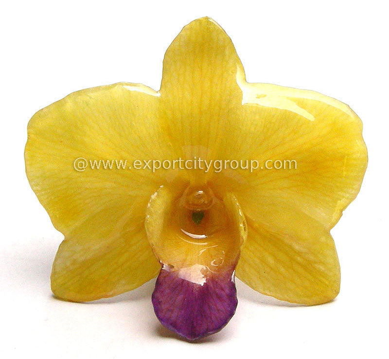 Diamond "Dendrobium" Orchid Jewelry pendant (Yellow)