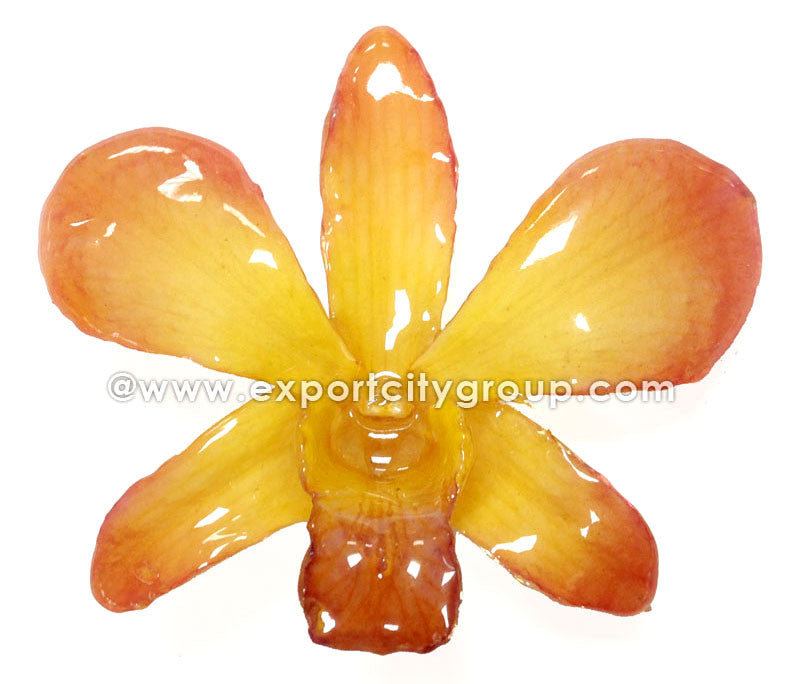 Lucy "Dendrobium" Orchid Petal Earring (Yellow)