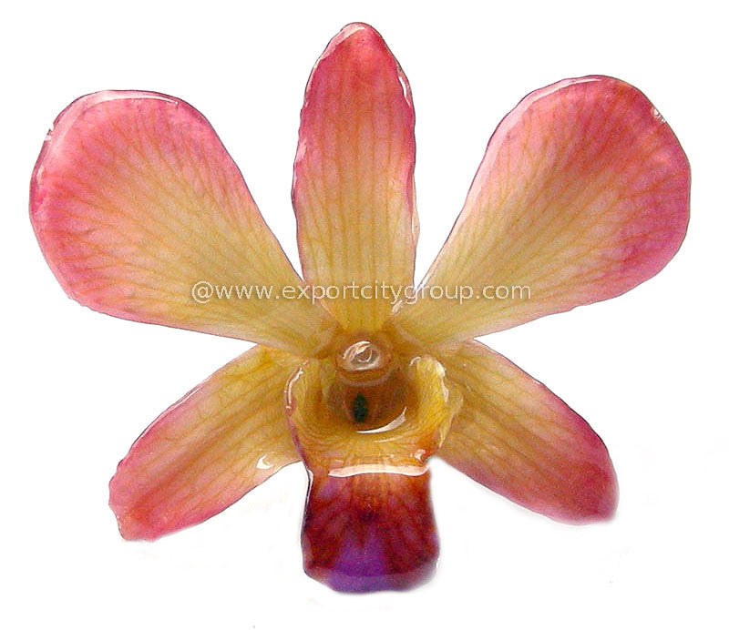 Lucy "Dendrobium" Orchid Petal Earring (Yellow Pink)
