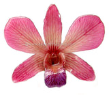 Lucy "Dendrobium" Orchid Pendant (Pink)