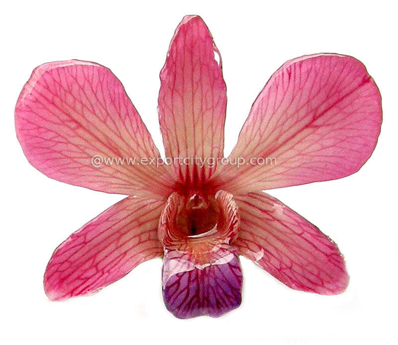 Lucy "Dendrobium" Orchid Petal Earring (Pink)