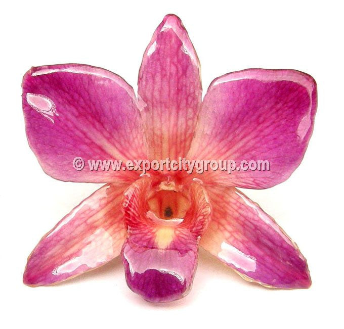 Sonia "Dendrobium" Orchid Petal Earring (Pink)