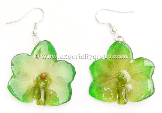 Vanda CANDY Orchid Jewelry Earring (Light Green)