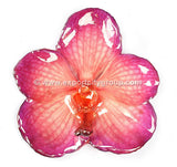 Vanda Orchid Jewelry Pendant (Purple Fuschia)