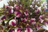 Zygopetalum Real Orchid Jewelry Pendant (Purple)